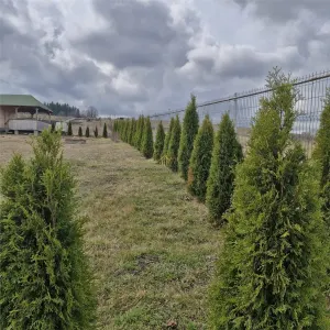 Teren extravilan de vanzare in Salistea Veche - foto 4